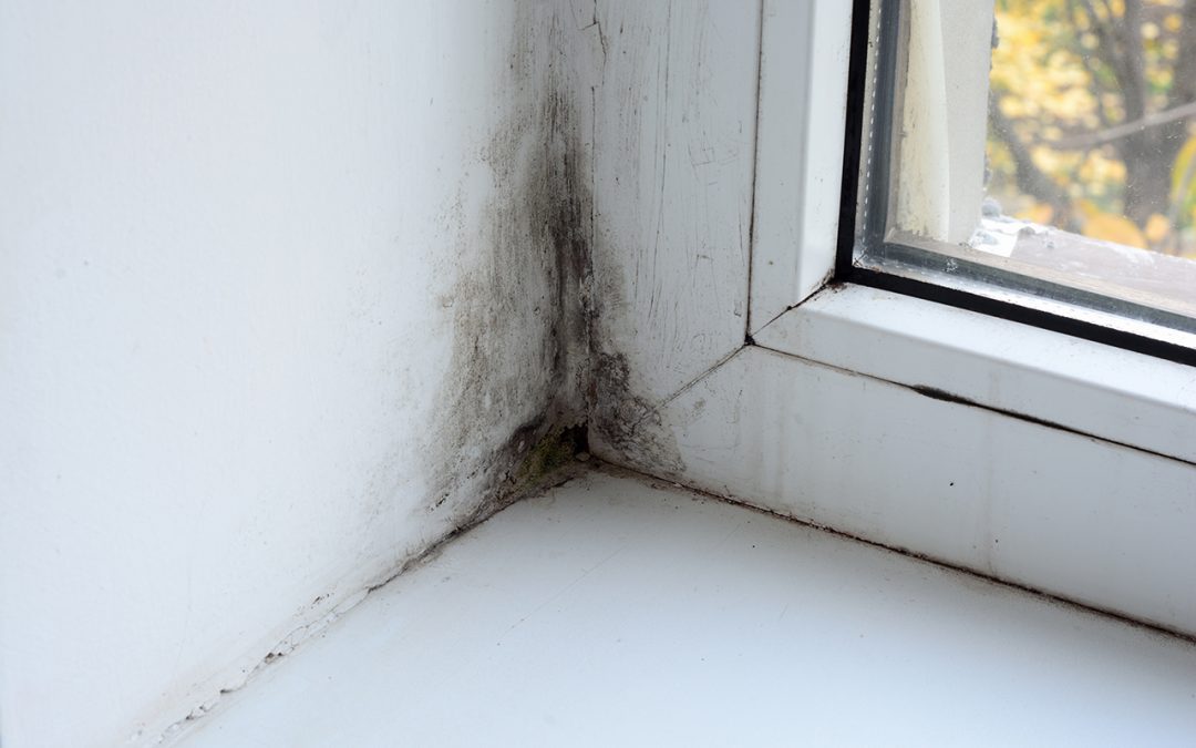 control mold growth in the home
